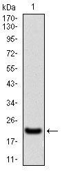 Bpifa2 Antibody