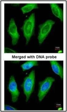 serine/threonine kinase 24 Antibody