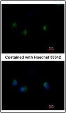 MST4 antibody [C3], C-term