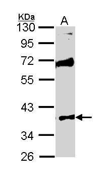 MST4 antibody [N2C3]