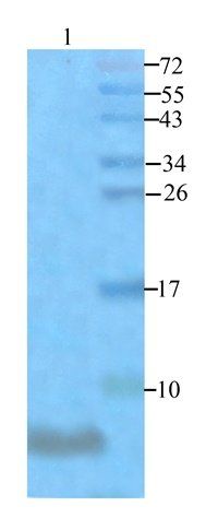 MT-ATP8 Rabbit Polyclonal Antibody