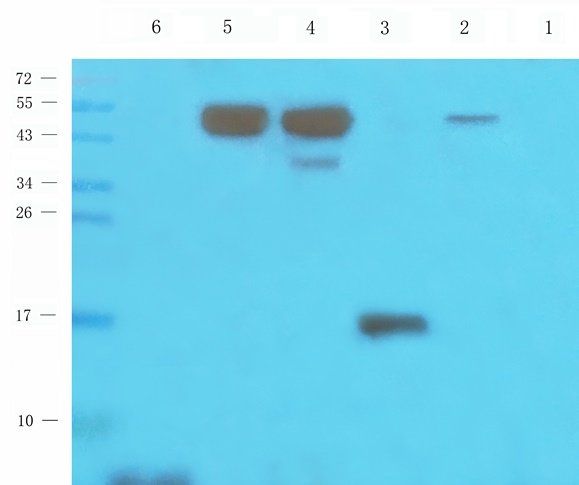 MT-ATP8 Rabbit Polyclonal Antibody