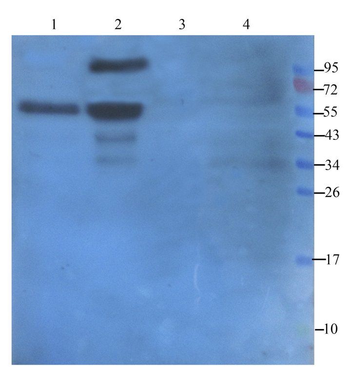 MT-ATP8 Rabbit Polyclonal Antibody