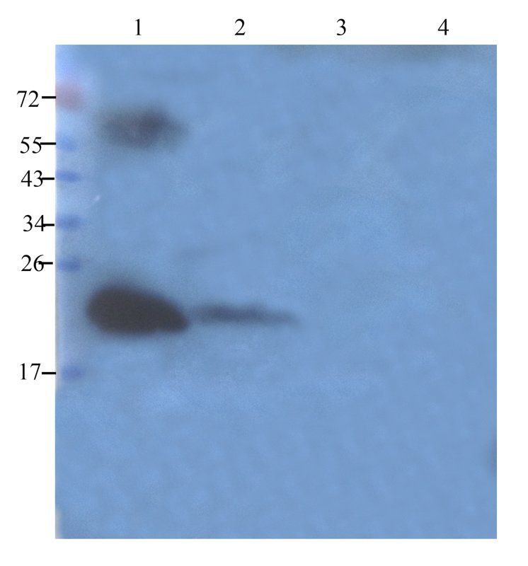 MT-ATP8 Rabbit Polyclonal Antibody