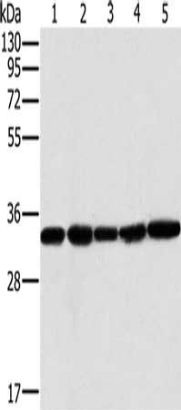 MTCH2 Antibody