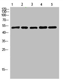 MT-CYB Antibody