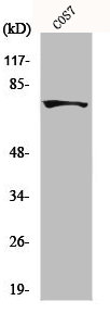 MTHFR Antibody