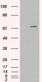 MTM1 Antibody