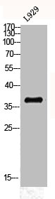 MT-ND1 Antibody