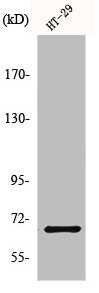 MT-ND5 Antibody