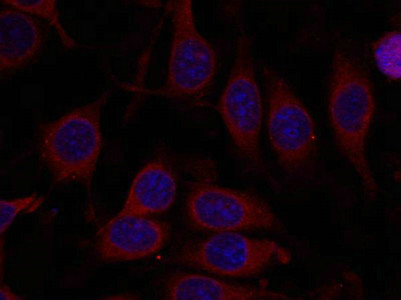 MTOR Antibody