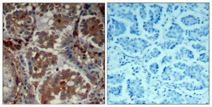 MTOR Antibody