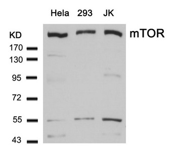 MTOR Antibody