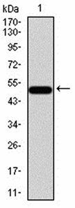 mTOR Antibody