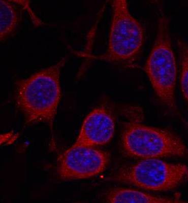 mTOR (Ab-2448) Antibody