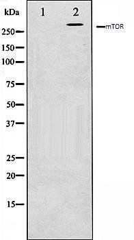 mTOR Antibody