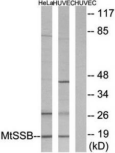 MtSSB Antibody