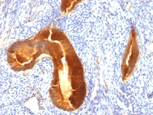 MUC1 Antibody