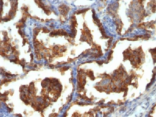 MUC1 Antibody