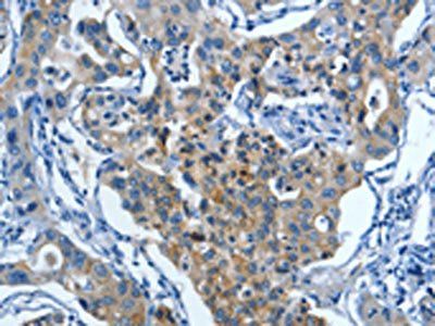 MUC15 Antibody