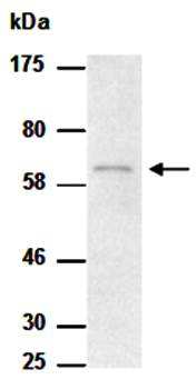 MUC15 (C) Antibody, Rabbit Polyclonal