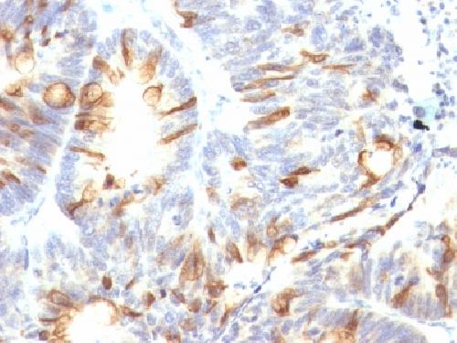 MUC2 Antibody