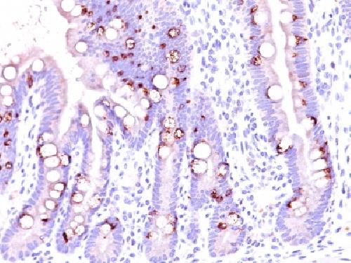 MUC2 Antibody