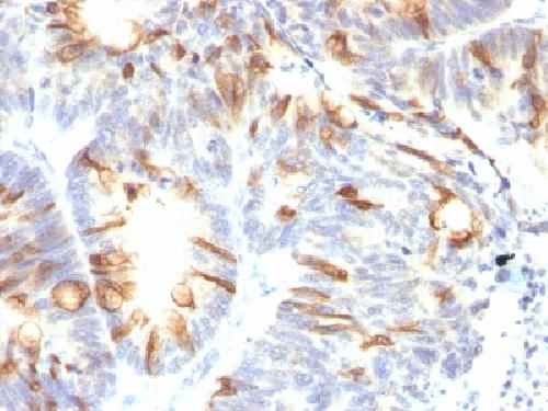 MUC2 Antibody