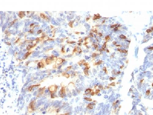 MUC2 Antibody