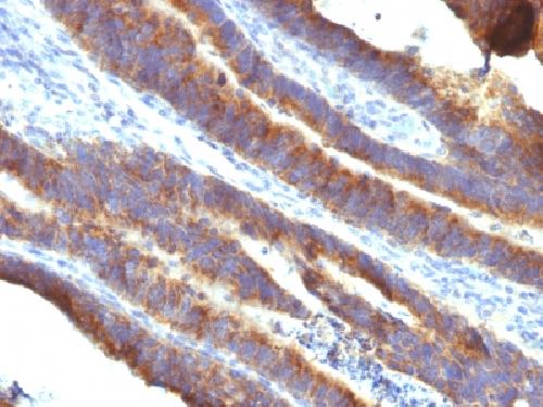 MUC3A Antibody