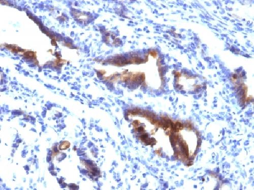 MUC3A Antibody