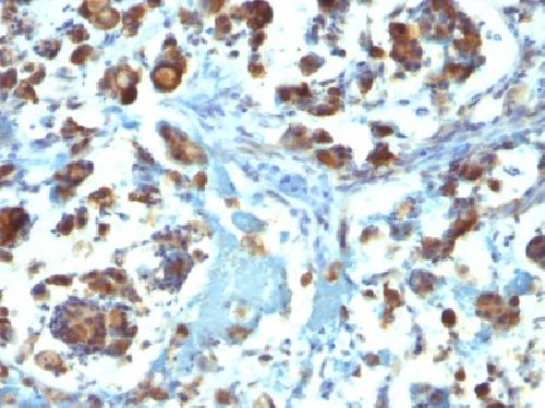 MUC3A Antibody