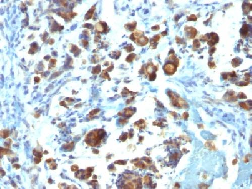MUC3A Antibody
