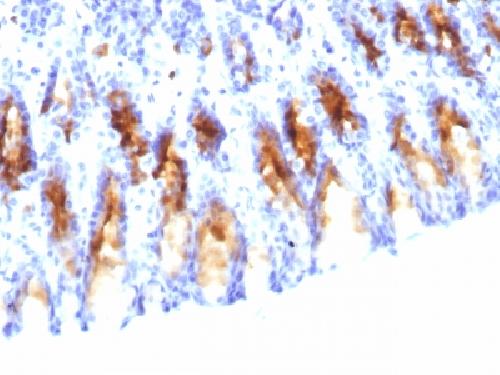 MUC5AC Antibody