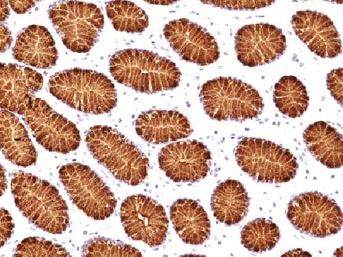 MUC5AC Antibody