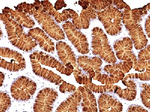 MUC5AC Antibody