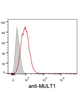 Anti-MULT-1 antibody
