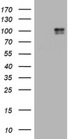 UNC13D Antibody
