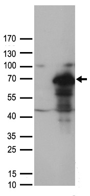 MUS81 Antibody