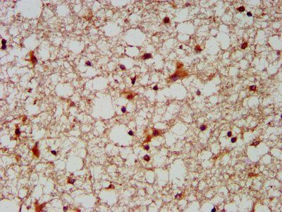 MUS81 Antibody