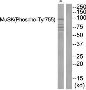 MuSK (Phospho-Tyr755) Antibody