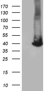 GALM Antibody
