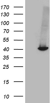 GALM Antibody