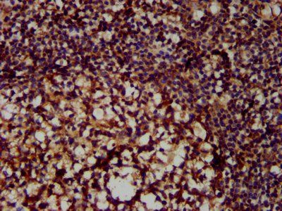 MX2 Antibody