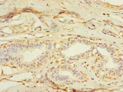 MXD3 Antibody