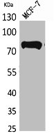 MYB Antibody