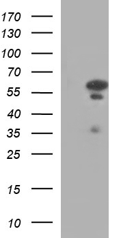 MYBPH Antibody
