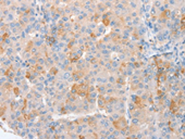 MYC Antibody