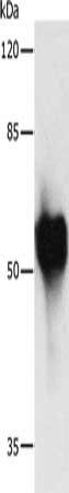 MYC Antibody