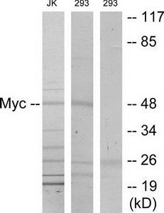 Myc (Phospho-Ser373) Antibody